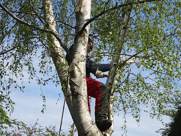 How Our Tree Care Process Works  in  Denison, TX